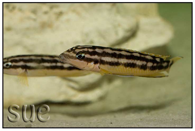 Julidochromis sp. 'ornatus kapampa' Kapampa